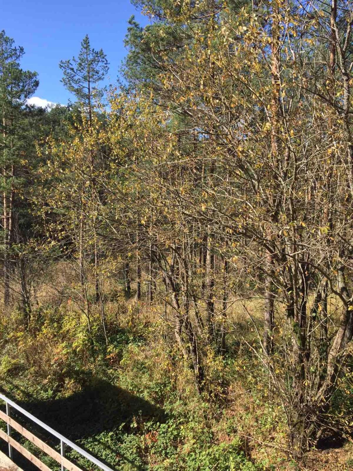 Apartamento Planinsko Srce Divčibare Exterior foto